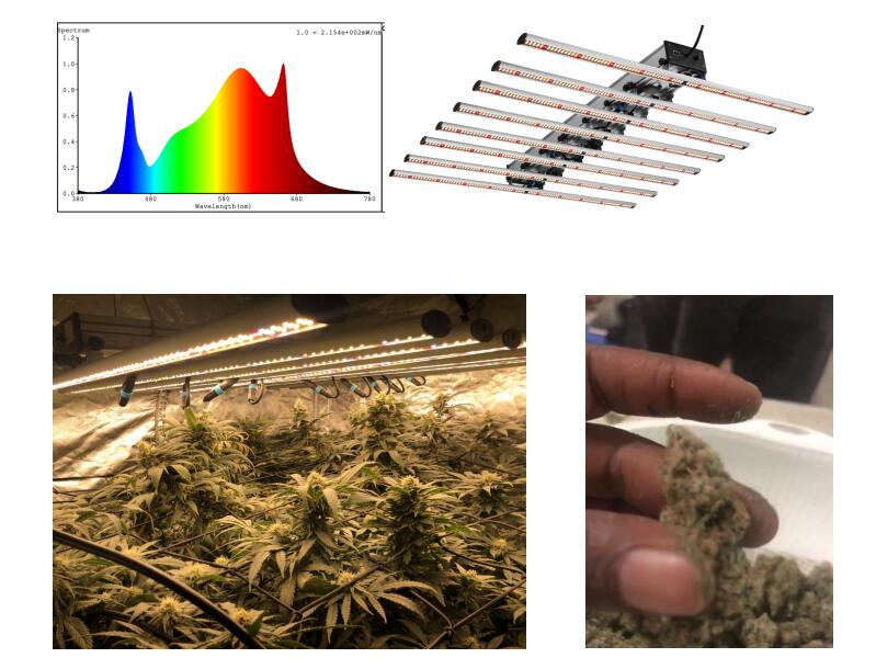 China factory cannabis led grow light