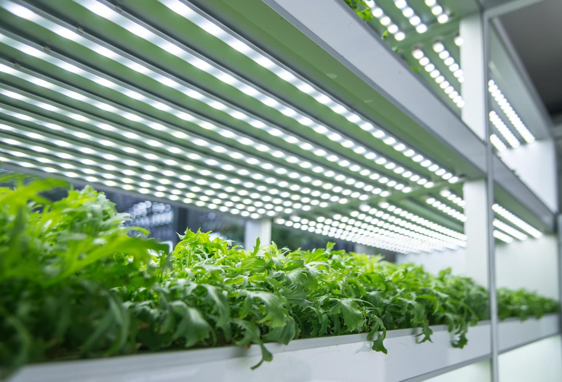 Vertical farming led grow light