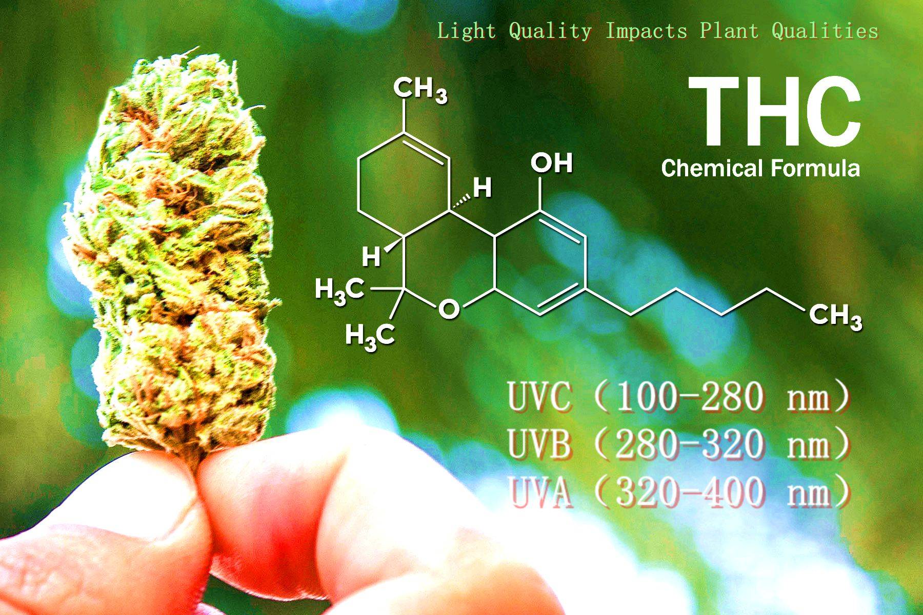 cannabis growth LED grow light.