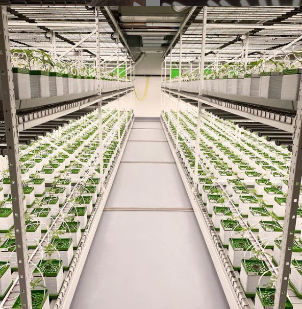 Vertical Farming Projects