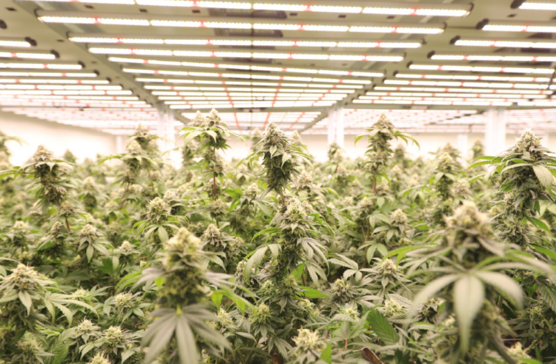 Cannabis cultivation led grow light