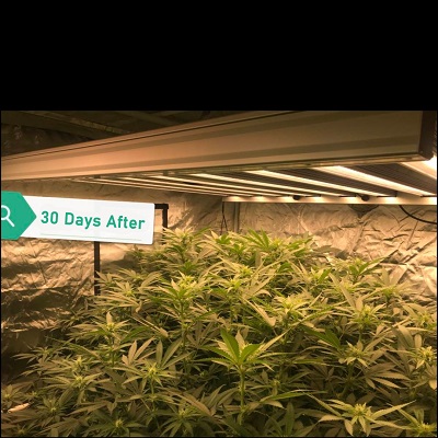 marijuana planting led grow light
